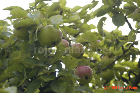 06 apples
