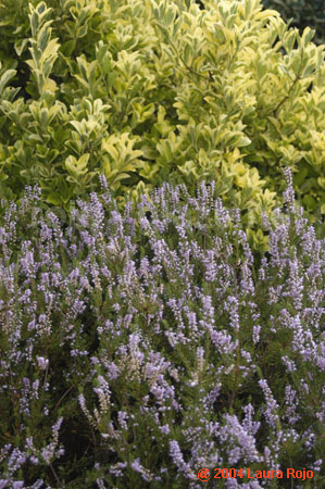 07 val_miranda_garden