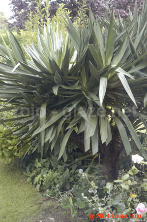 09 val_miranda_garden