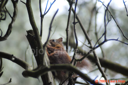 22 squirrel