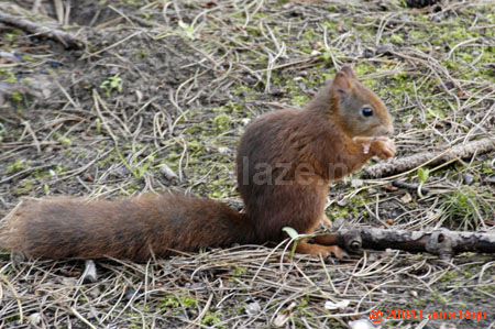 24 squirrel