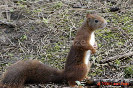 25 squirrel