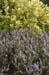 07 val_miranda_garden