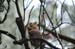 22 squirrel