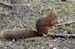 24 squirrel