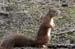 25 squirrel