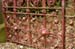 45 strawberry_fields
