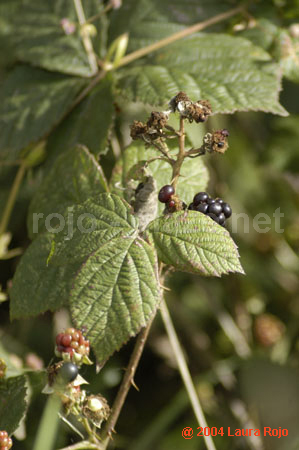122 berries