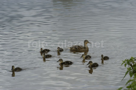 128 ducks