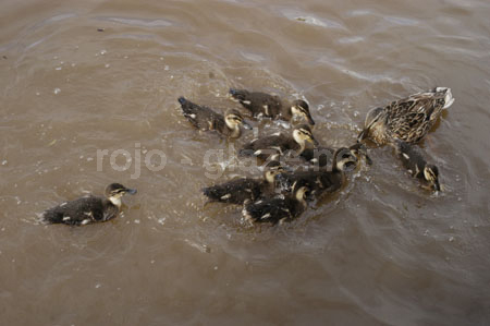 130 ducks