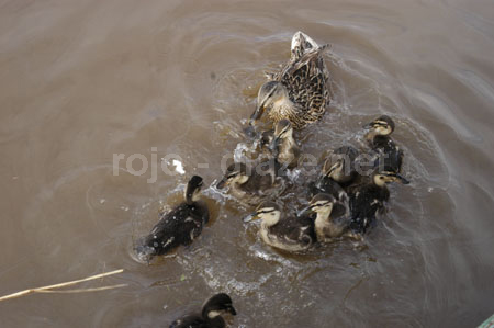 132 ducks