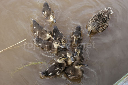 133 ducks
