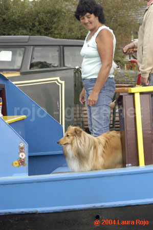 37 dog