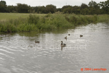 58 ducks