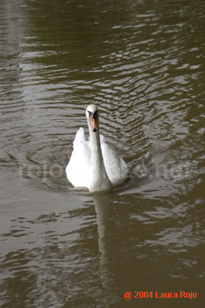 65 swan