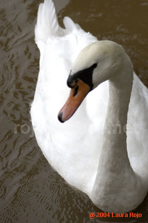 67 swan