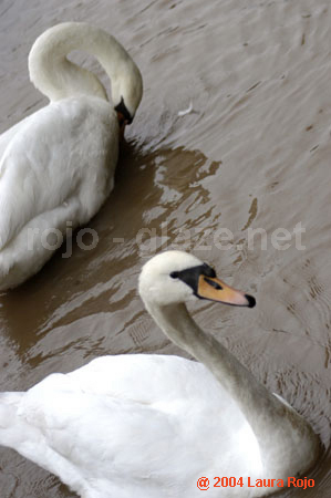 71 swan