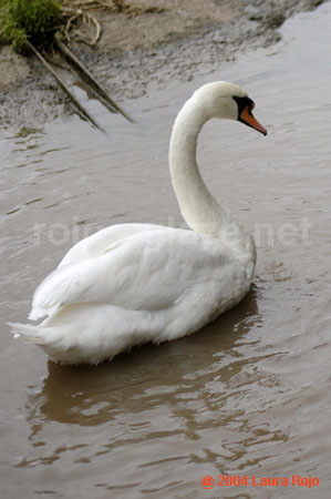 72 swan