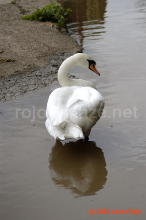 74 swan