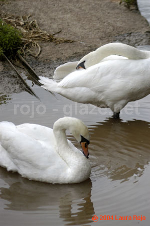 75 swan