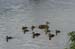 128 ducks