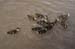 130 ducks