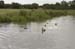 58 ducks