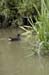 62 ducks