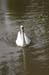 65 swan