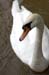 67 swan