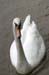 69 swan