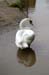 74 swan