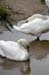 75 swan